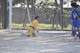 U12　全日本少年サッカー大会福岡地区予選【小戸公園】VS美和台#70
